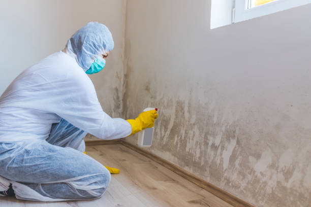 Licensed Mold Remediation service in Newport, TN - WQB Mold Removal